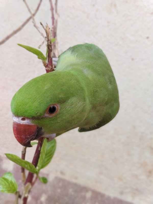 Cute Parrot by rizu_designs